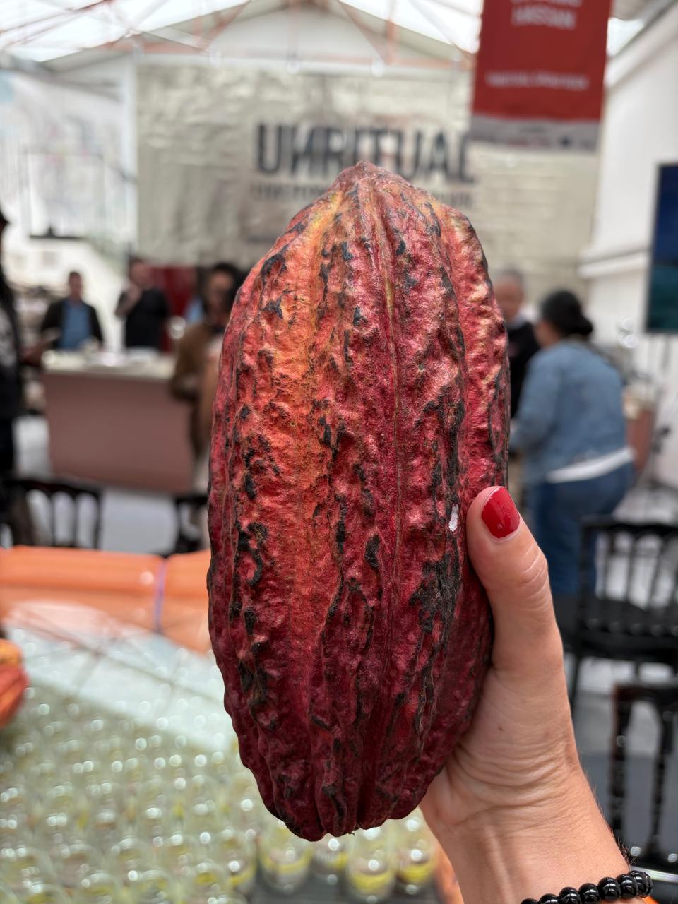 Mazorca de cacao colombiano de color rojo