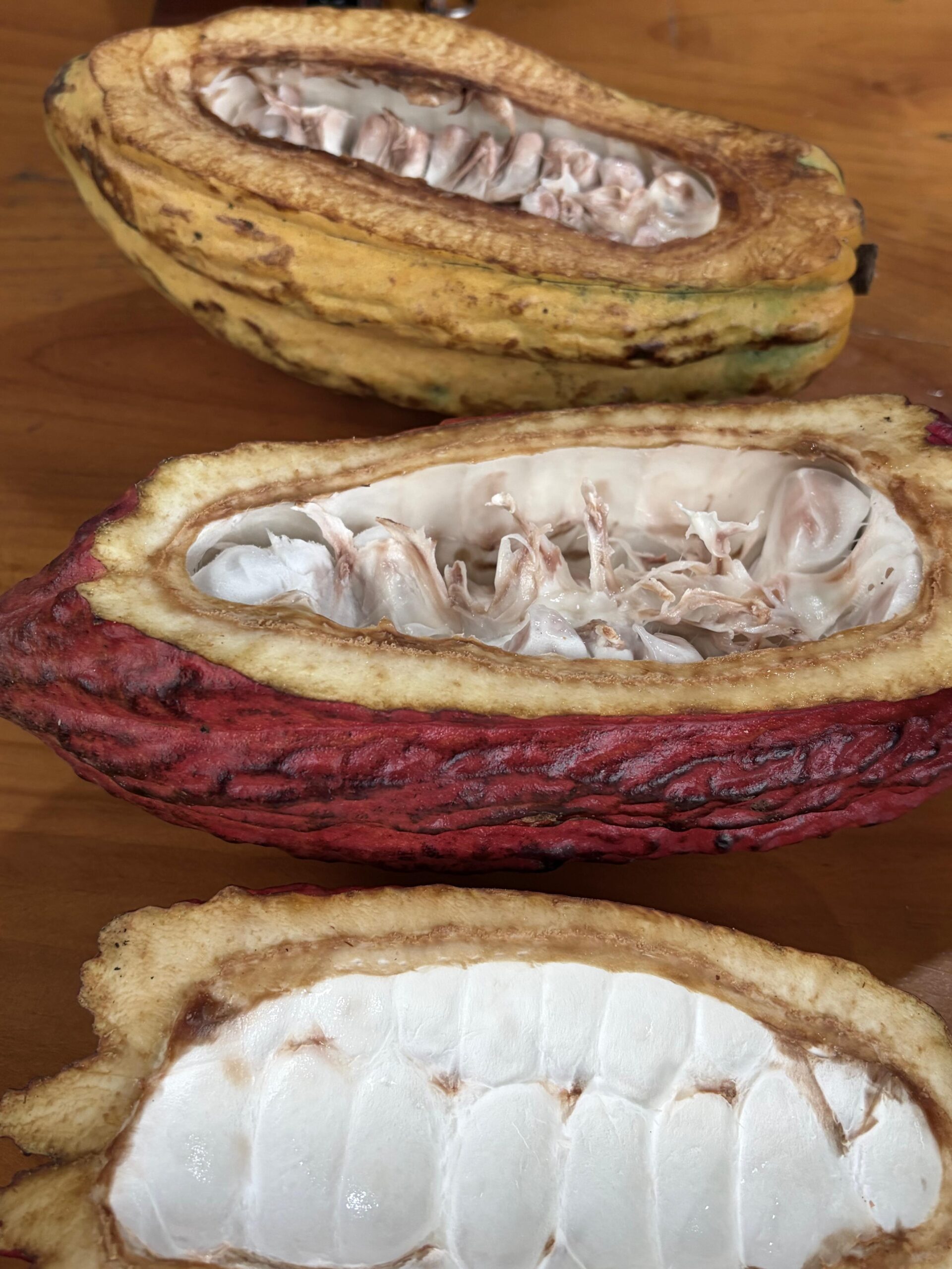 Mazorcas de cacao abiertas mostrando sus semillas