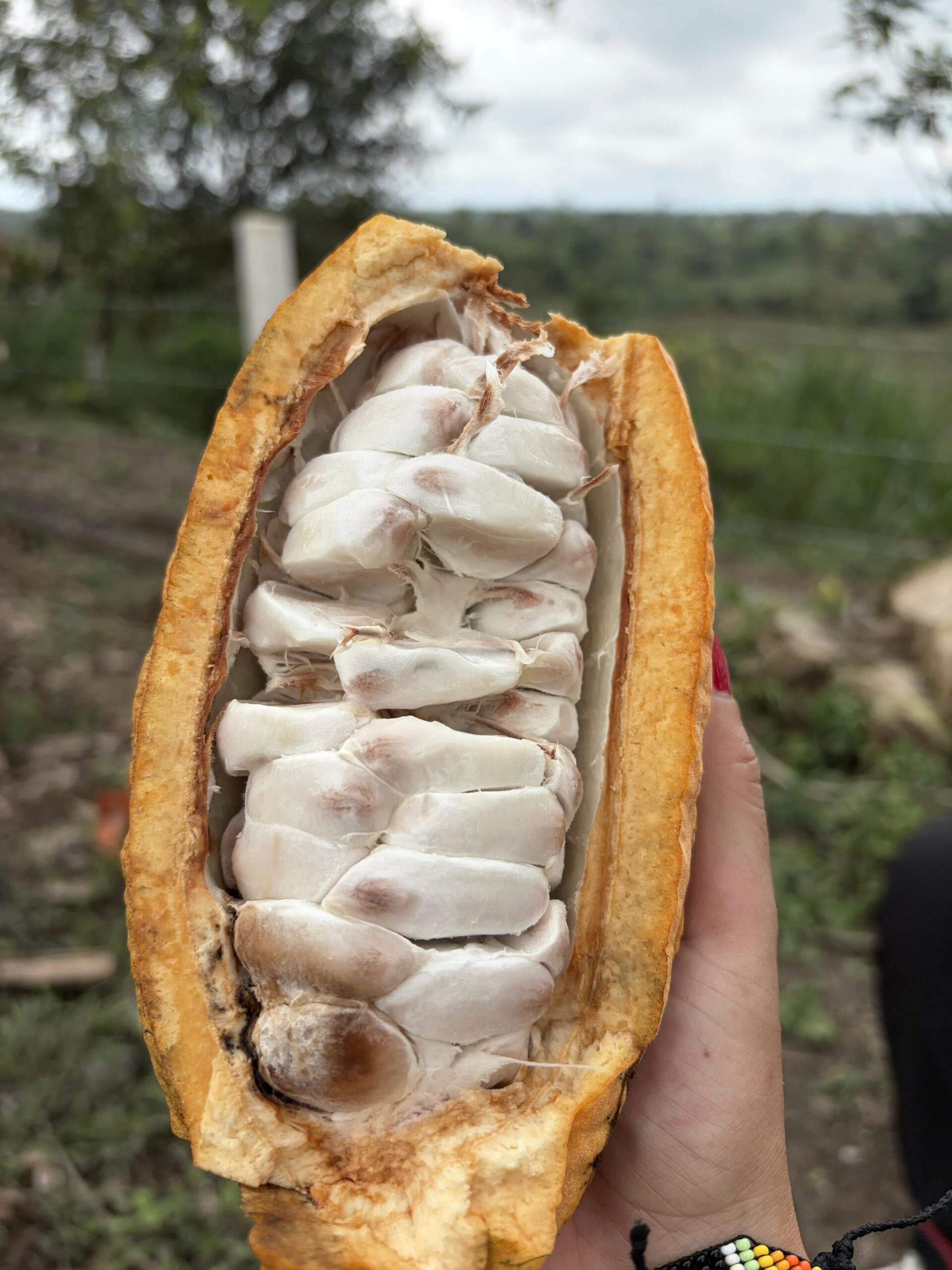 Interior de una mazorca de cacao recién abierta