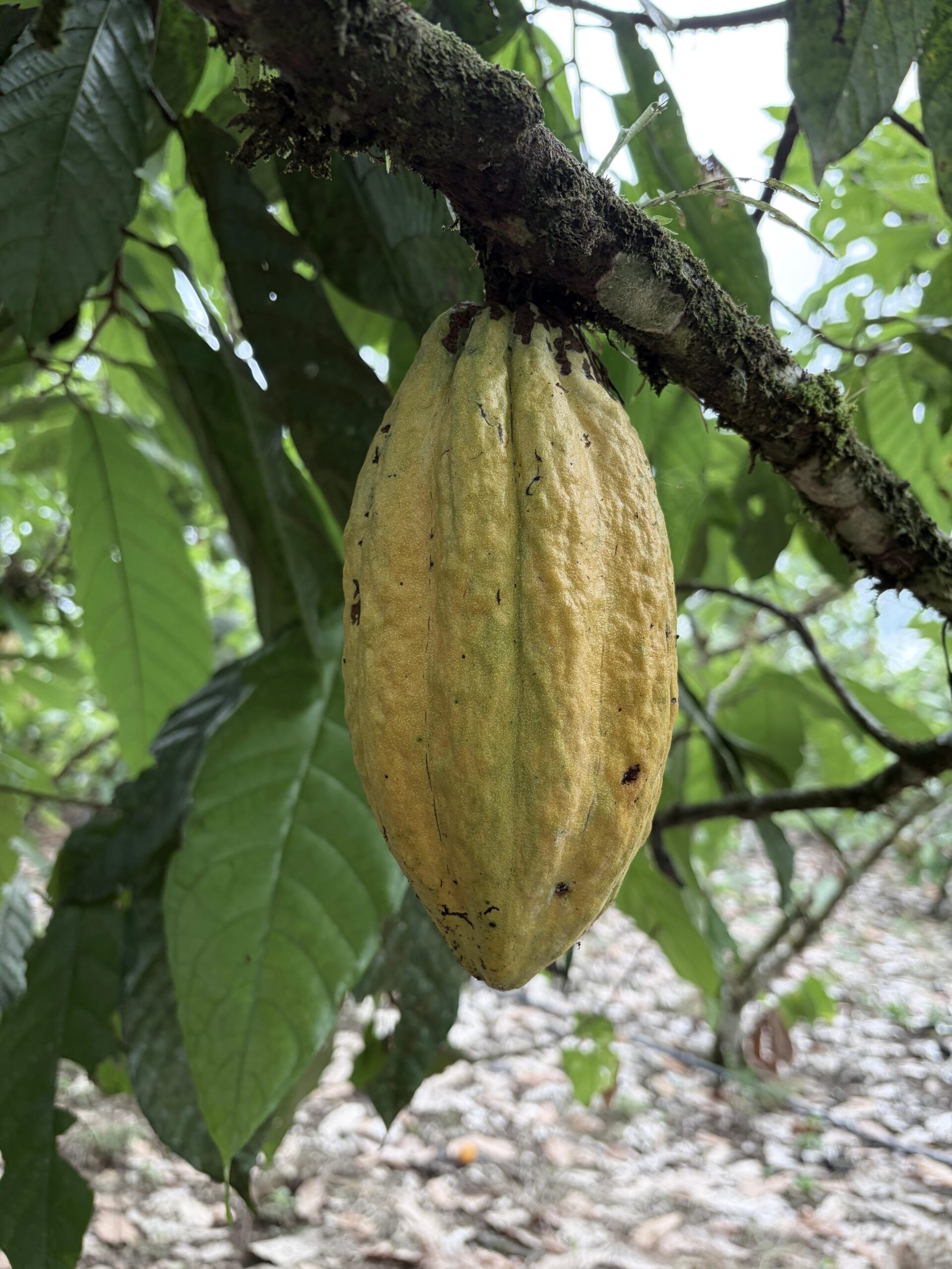 Mazorca de cacao creciendo en un árbol de Colombia